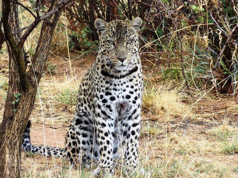 nab (1543).JPG - Leopard